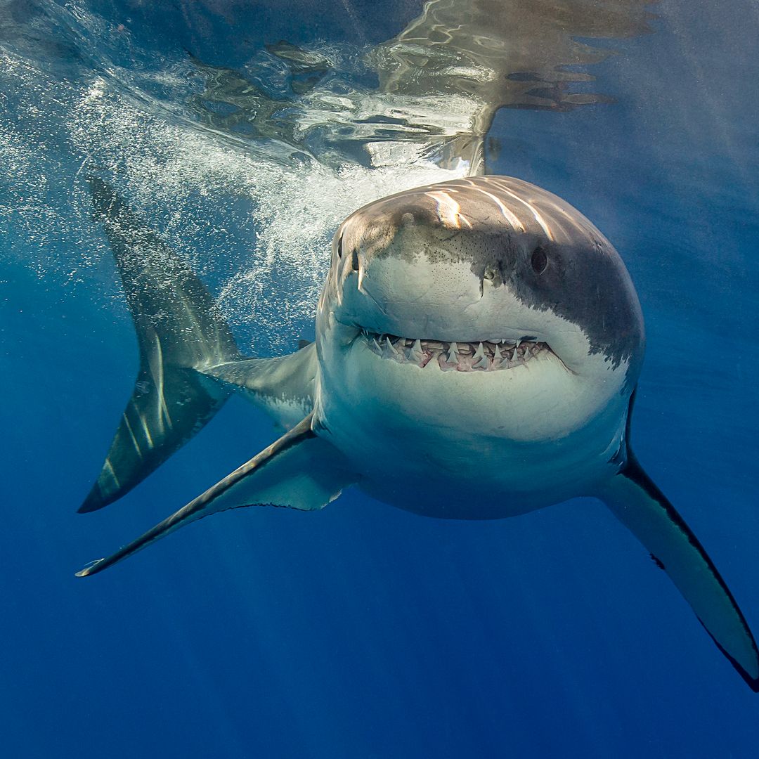 No es un avistamiento más: lo que significa que se haya confirmado un tiburón blanco en Alicante… y si debes preocuparte al bañarte