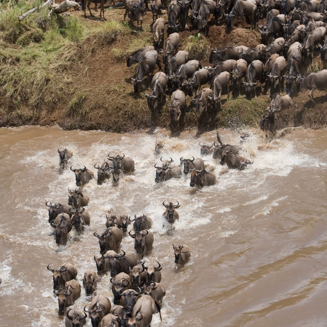 Migración de ñus en la Reserva Masai Mara de Kenia