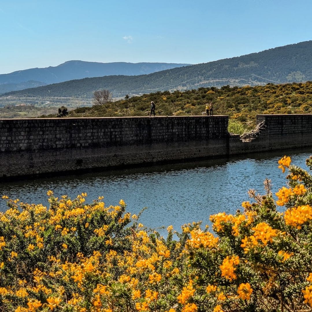Fiesta del Cambroño: guía para disfrutar de esta espectacular y desconocida floración en la sierra de Madrid