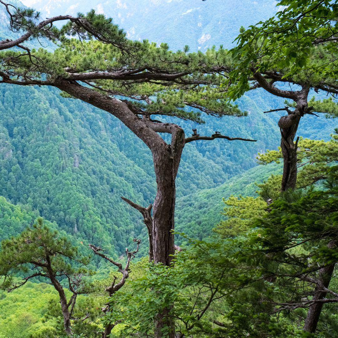 Bosque virgen de Perućica, en el Parque Nacional de Sutjeska, Bosnia y Herzegovina