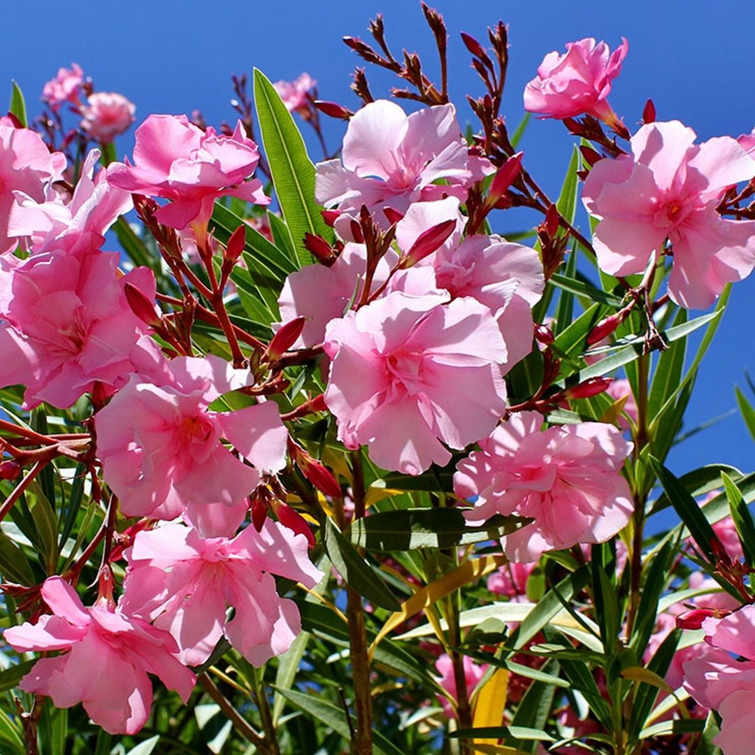 Cómo cultivar las adelfas: una planta arbustiva de exterior que te dará cientos de flores