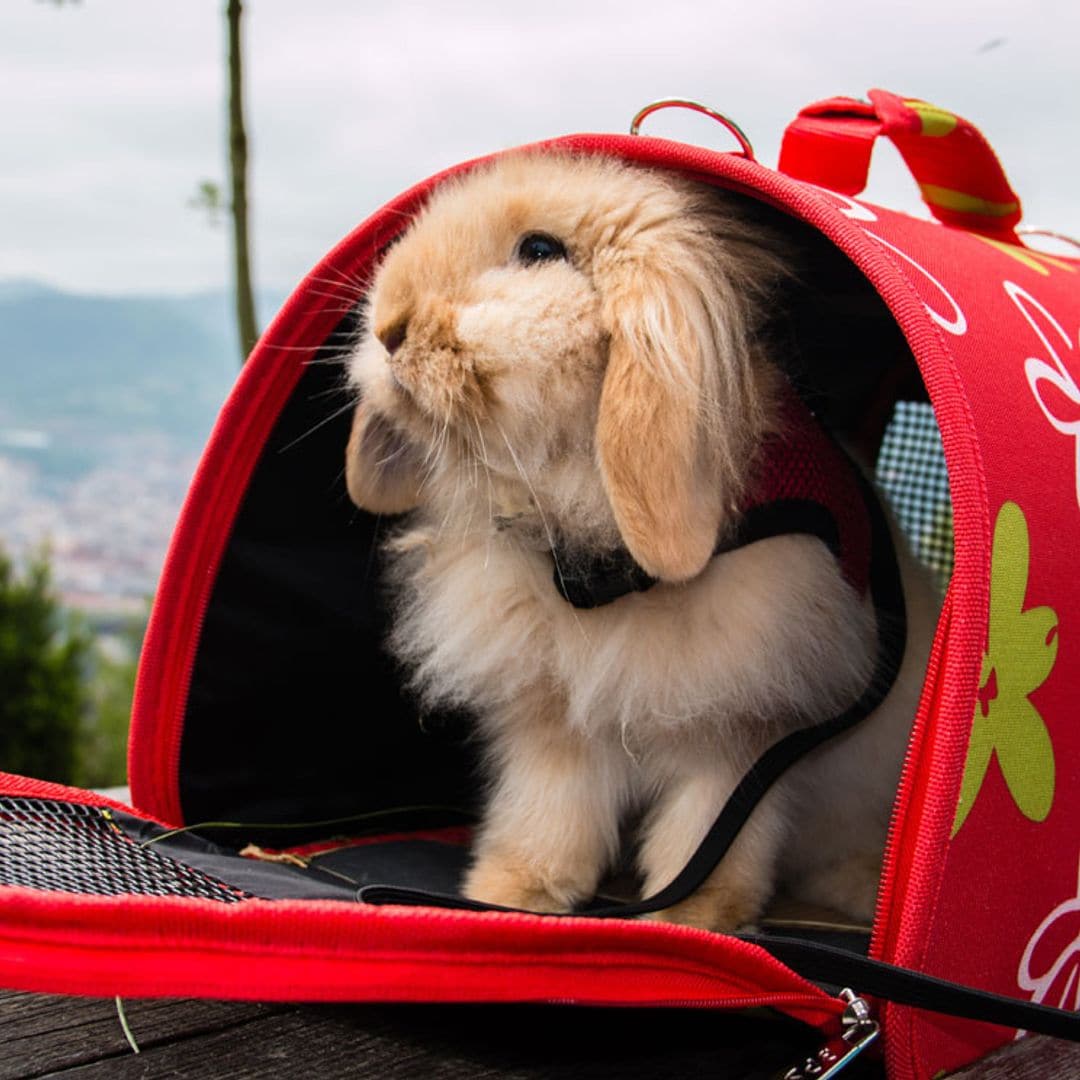 Las razas de conejo más solicitadas como mascota