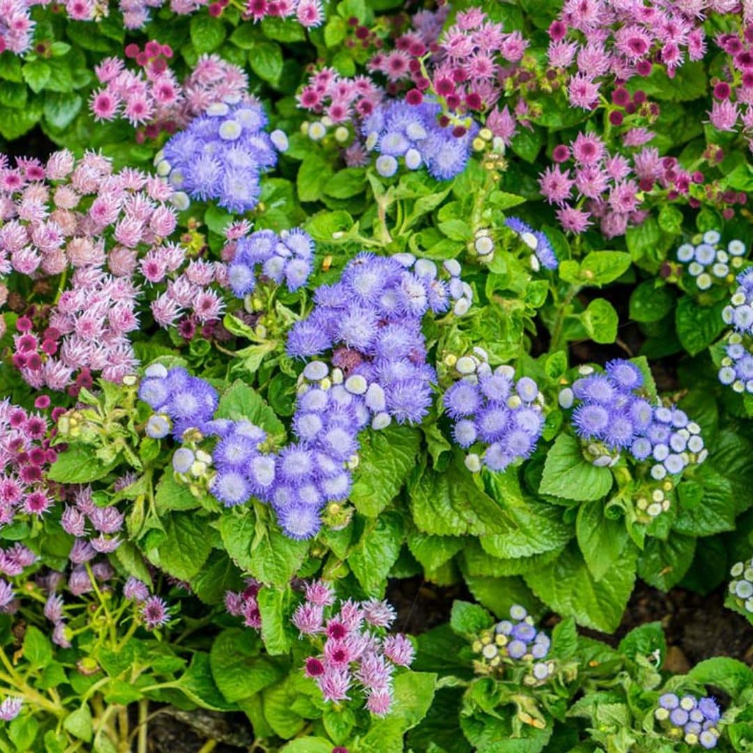 Agérato, una planta con una floración duradera y de muy fácil mantenimiento