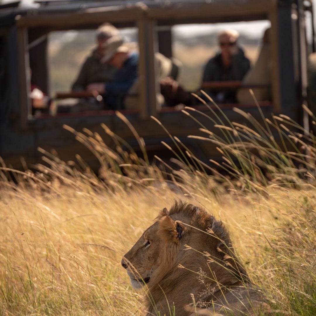 León en la Reserva Masai Mara de Kenia