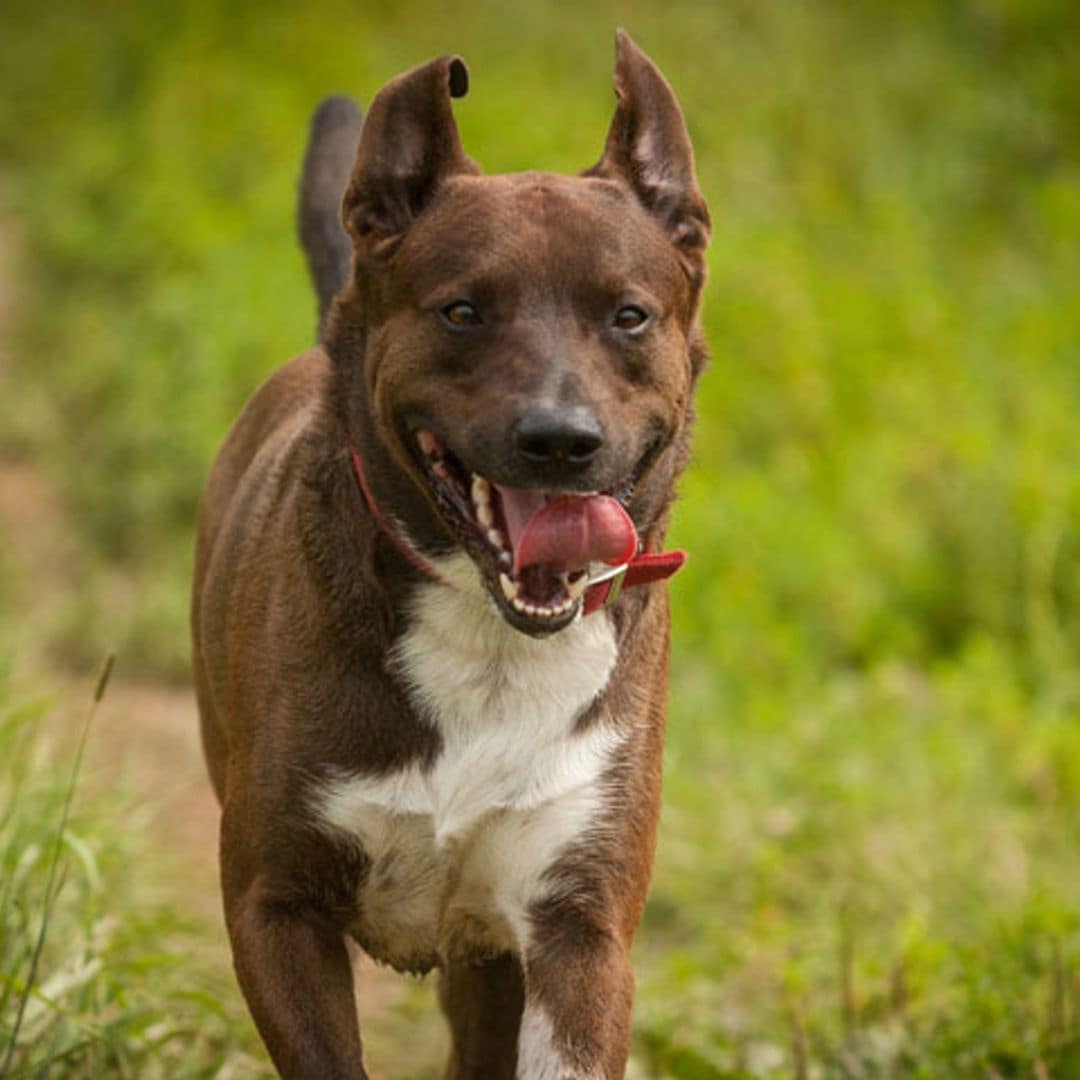 Las pulseras de actividad llegan al mundo canino