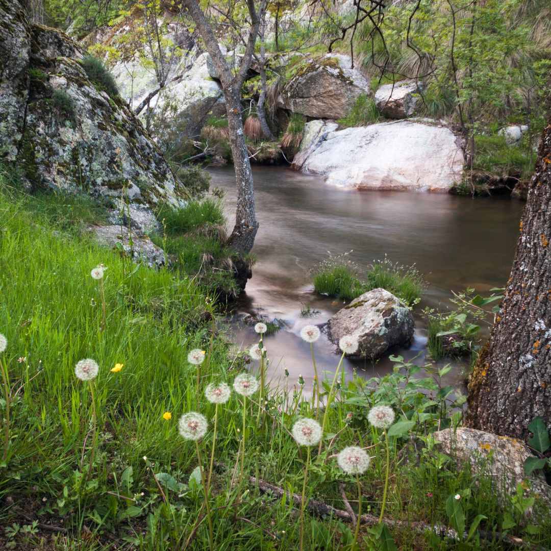 Río Cambrones, La Granja de San Ildefonso, Segovia