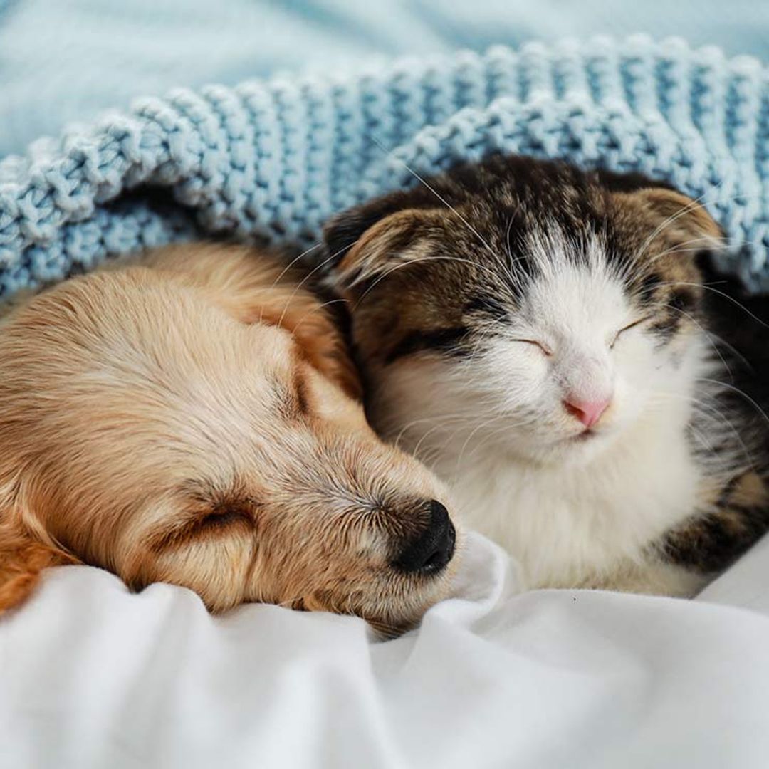 Cómo el ciclo de sueño marca la diferencia entre perros y gatos