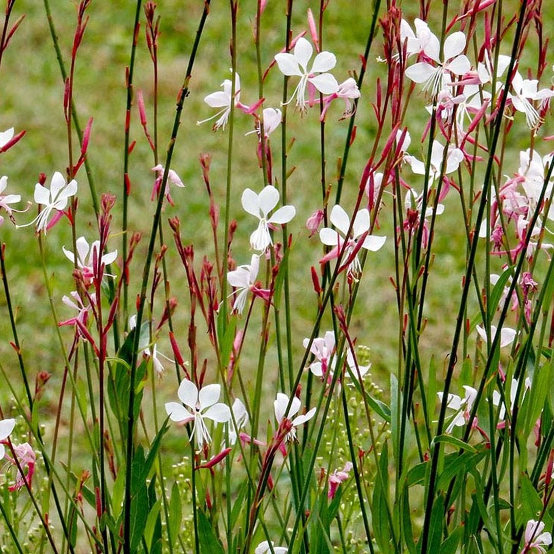 'Gaura lindheimeri', una preciosa planta que dará un toque silvestre a tu jardín