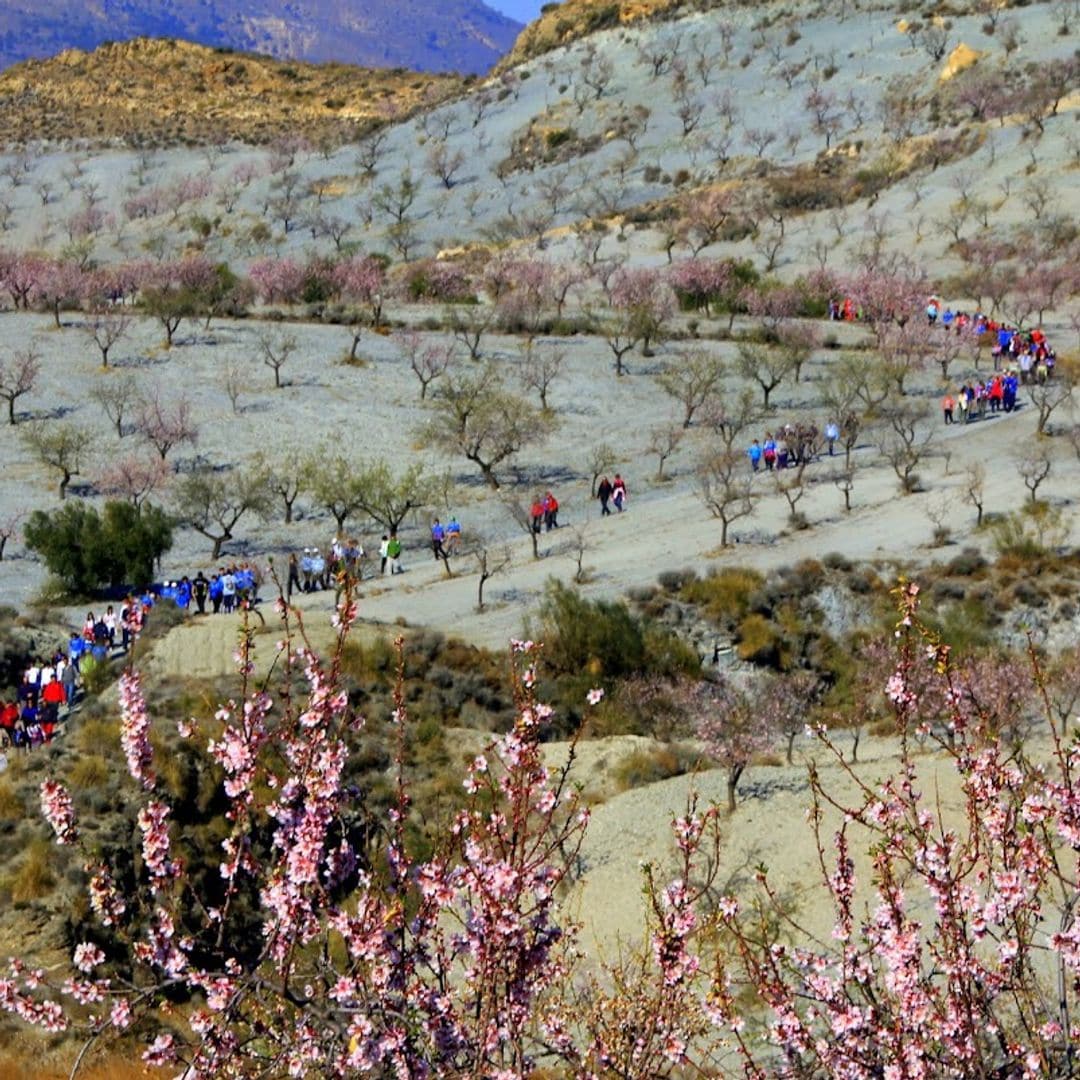 Los tres mejores lugares de España para ver la primera floración de almendros