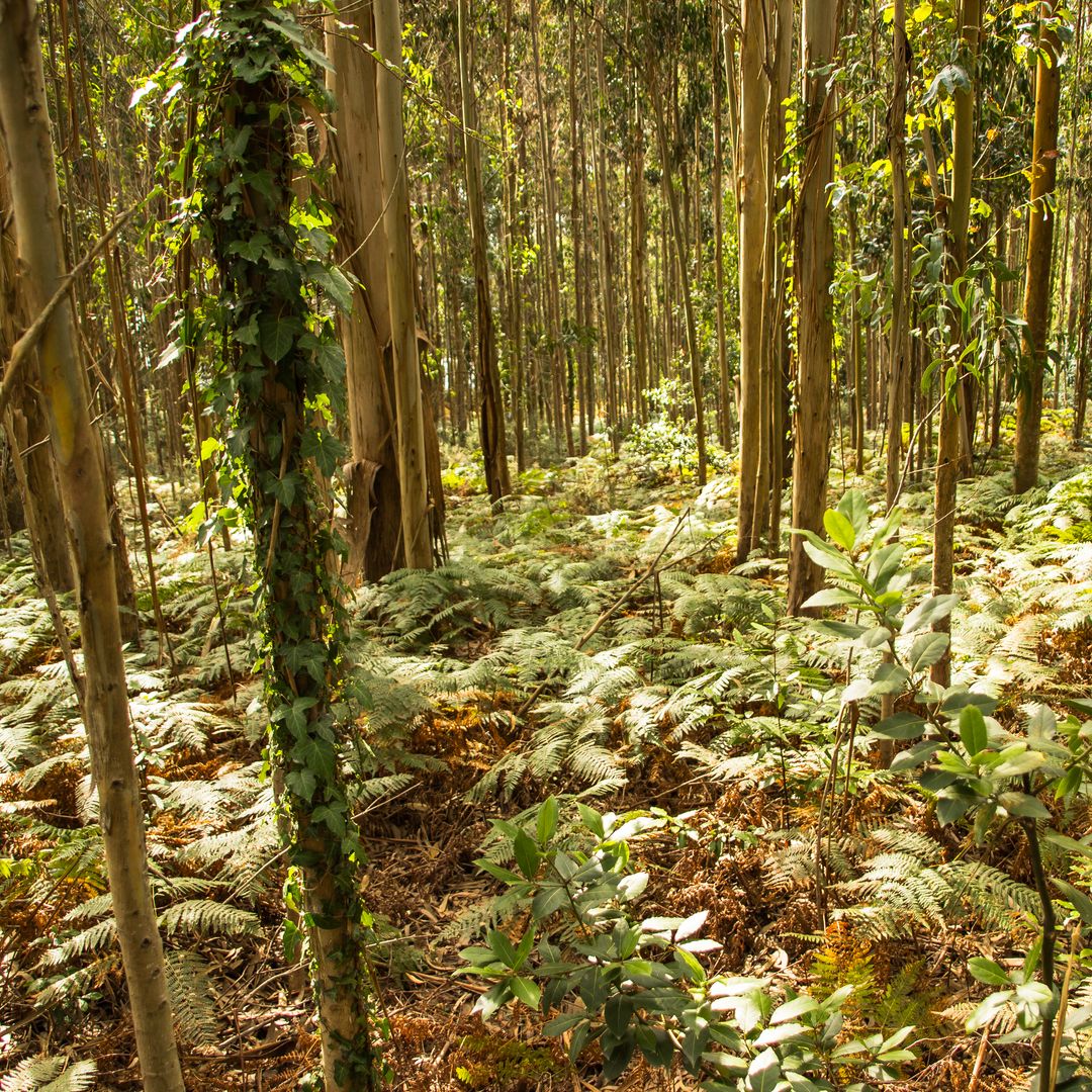 Bosque de eucaliptos en el camino al Fuciño do Porco, Lugo