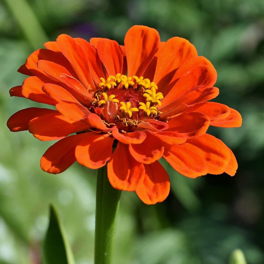 La zinnia, una flor muy fácil de mantener que alegra los exteriores en verano