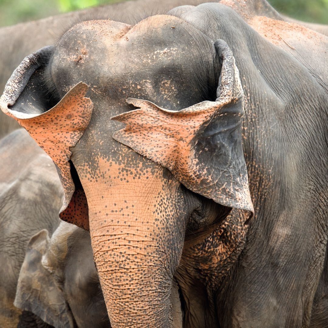 Un elefante asiático parece jugar al ‘cucú-tras’, tapándose los ojos con sus propias orejas