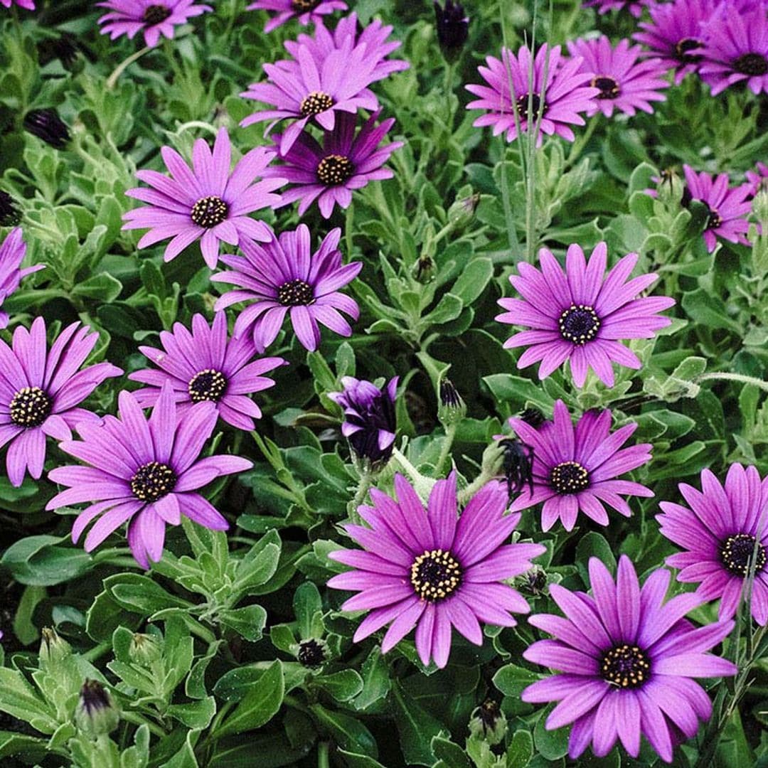 Cultiva la margarita africana y llena tu jardín de color