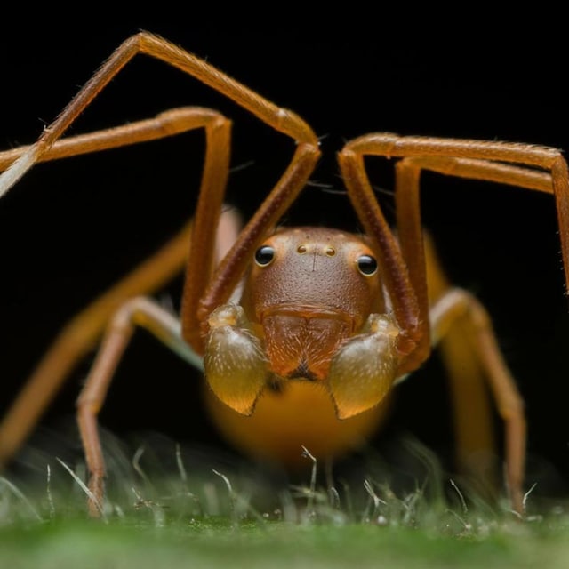 animales naturaleza
