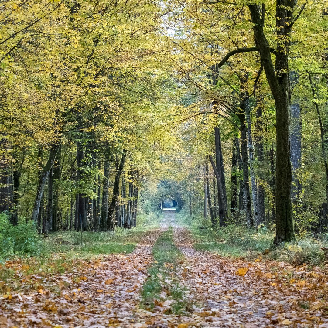 Sendero del bosque de Białowieża en otoño, Polonia