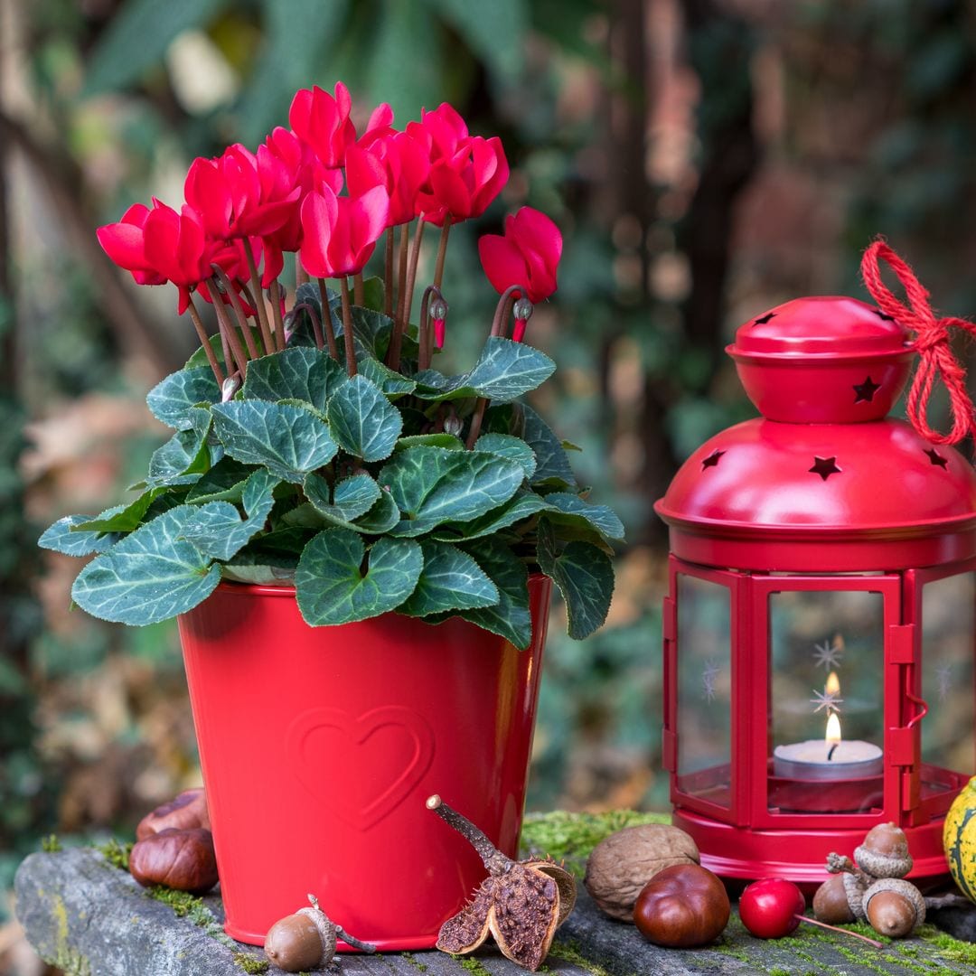 Las mejores plantas de flores rojas para Navidad y cómo mantenerlas perfectas todo el invierno