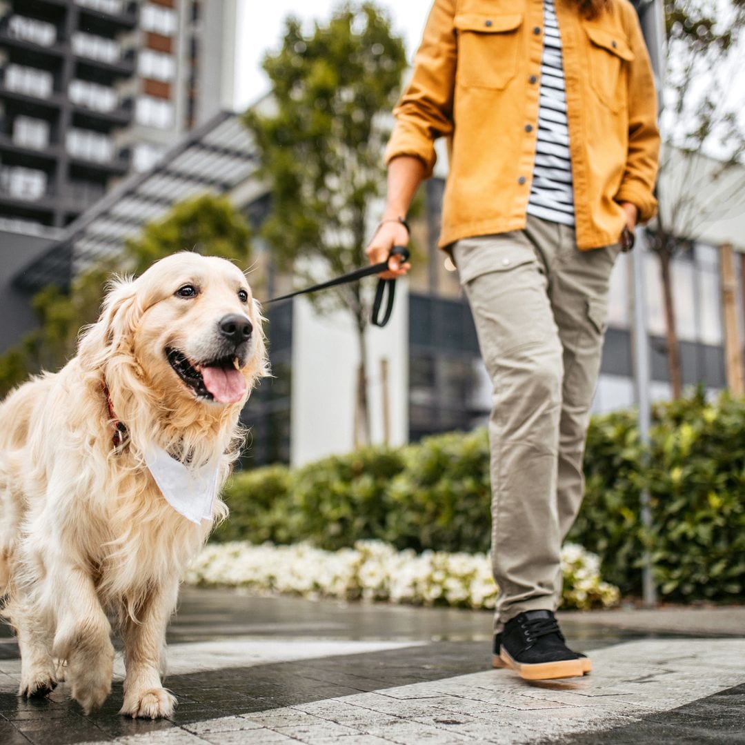 Las mejores correas para perros en 2025: guía completa para elegir la ideal
