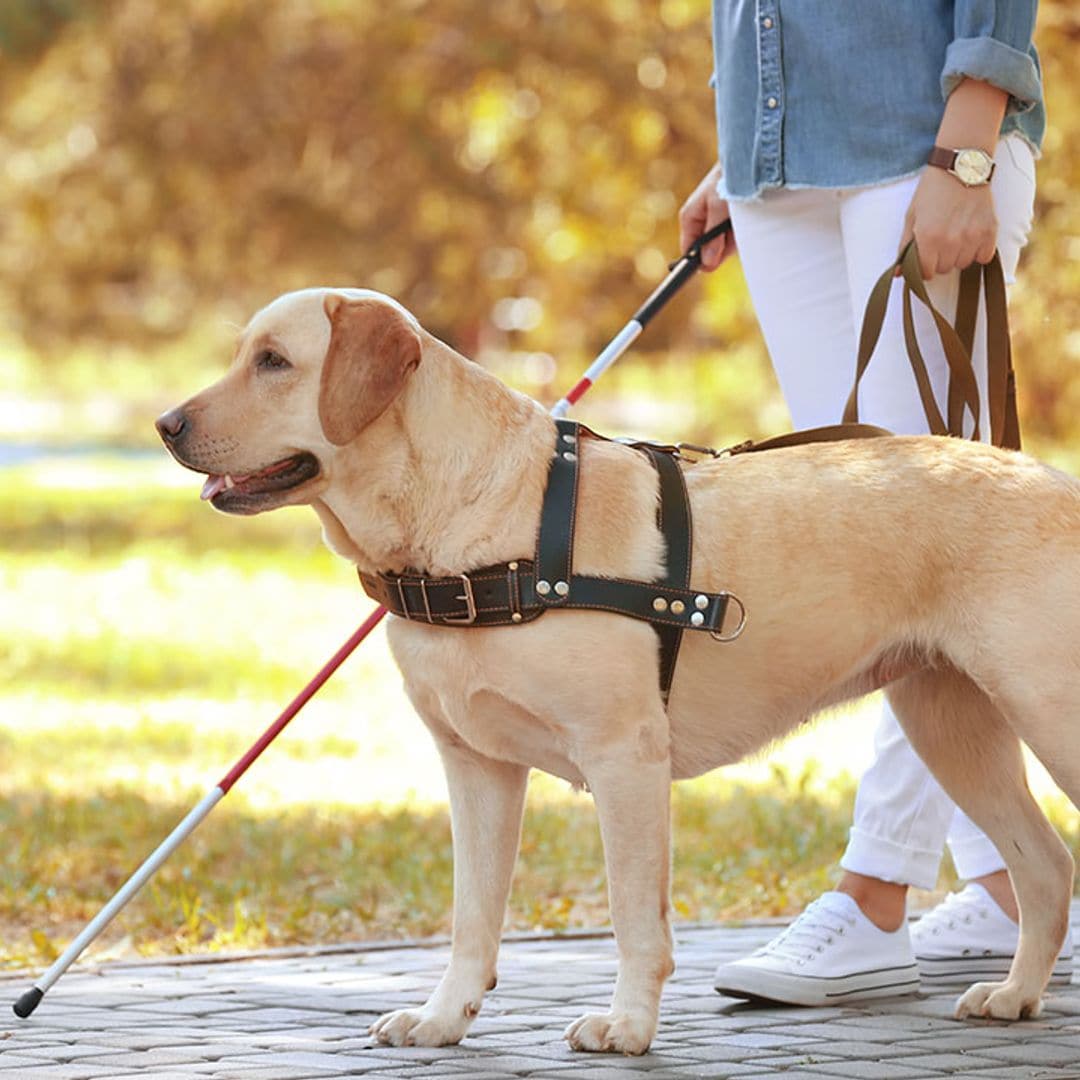 5 recomendaciones útiles para interactuar con un perro guía