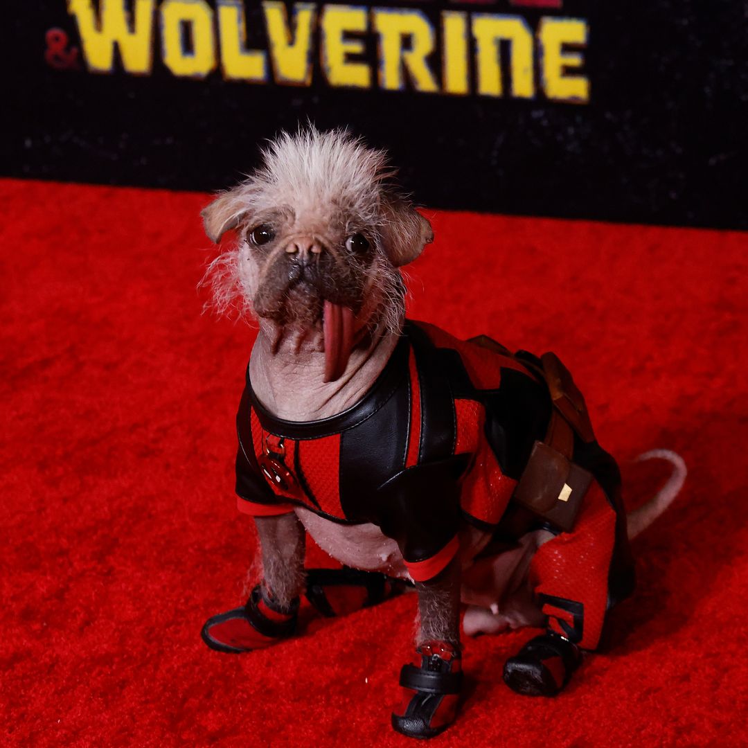 'Peggy', el perro más feo del Reino Unido aparece en 'Deadpool & Wolverine'
