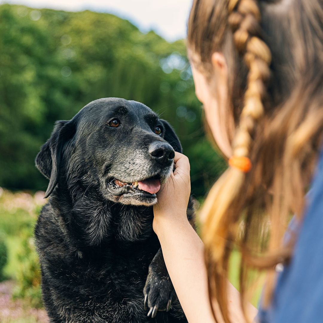 Estos son los 3 principales beneficios de adoptar un perro mayor según los expertos