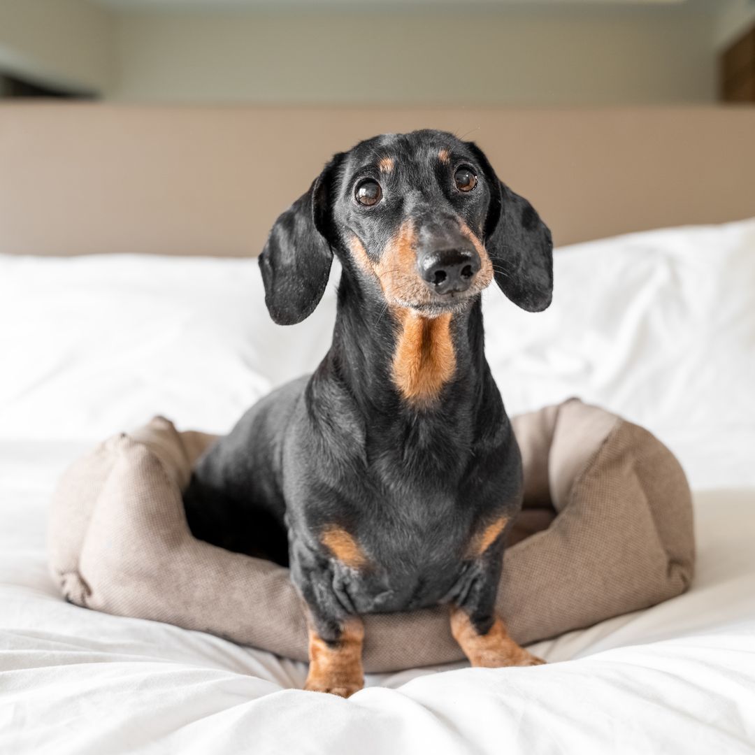 Perro en un hotel