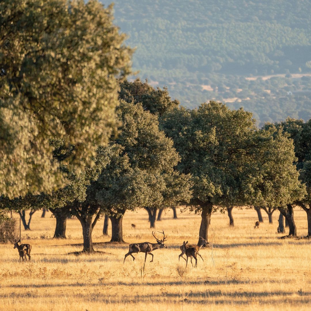 Parque Nacional de Cabañeros, entre Toledo y Ciudad Real. Pelea de ciervos durante la berrea en otoño
