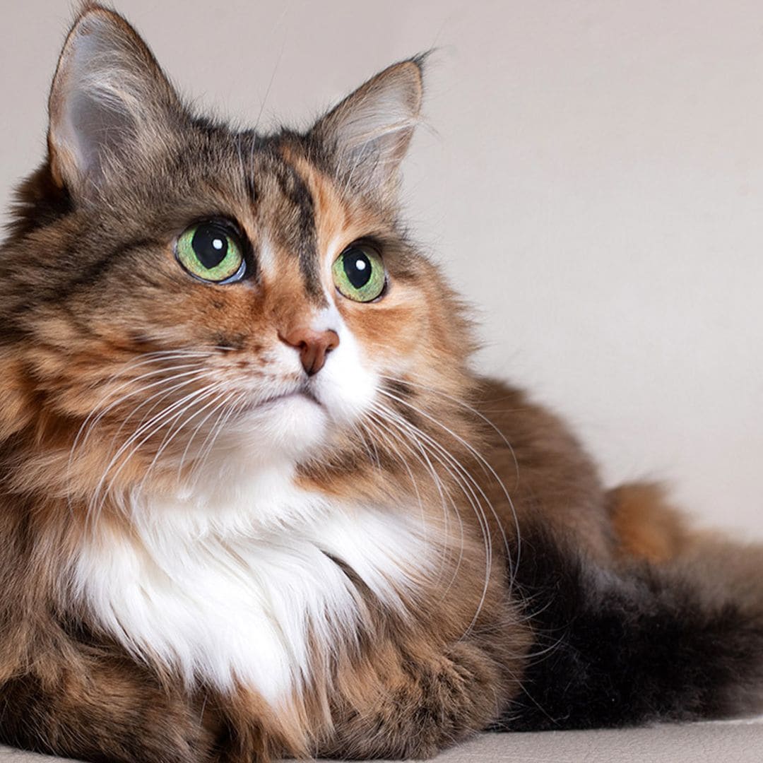 Todo lo que probablemente desconozcas sobre la longevidad de tu perro o gato