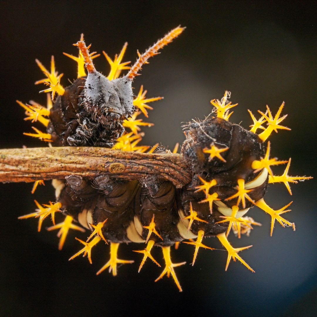 De la 'Saturnidae' a la 'Bumelia webworm': el sorprendente mundo de las orugas y polillas que desafían la belleza de la naturaleza