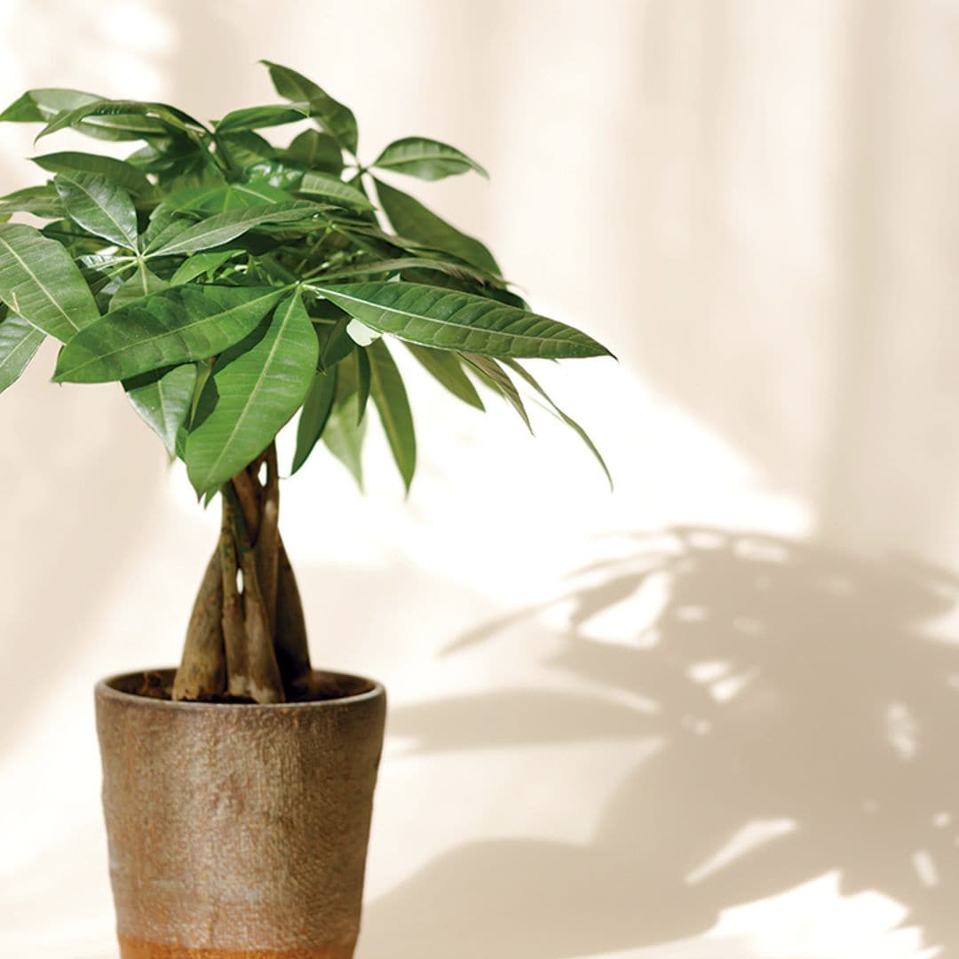 Cómo cuidar la pachira aquática: el miniárbol ideal para decorar tu casa