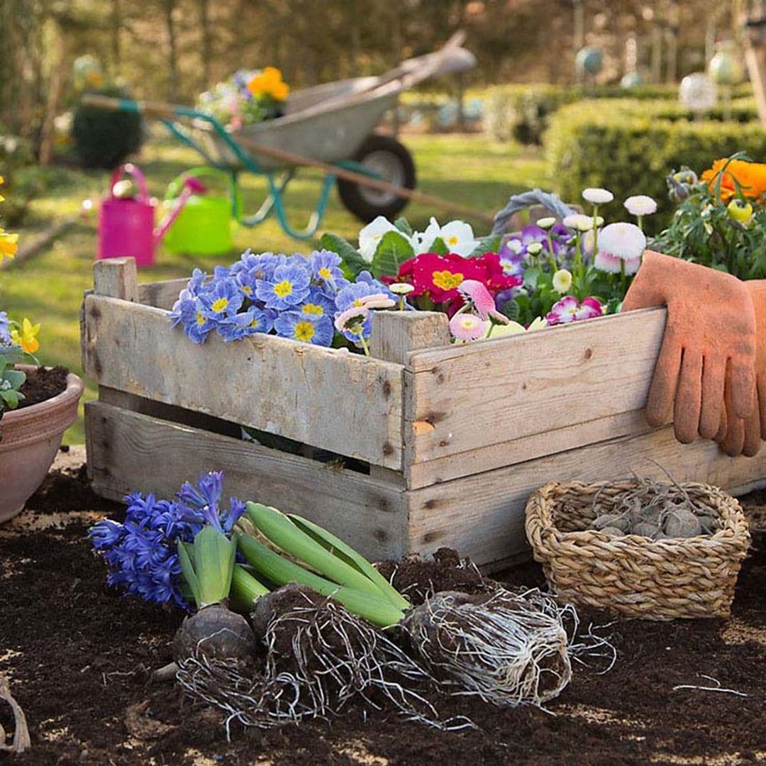 Mantén las plantas de tu jardín o terraza libres de plagas y enfermedades