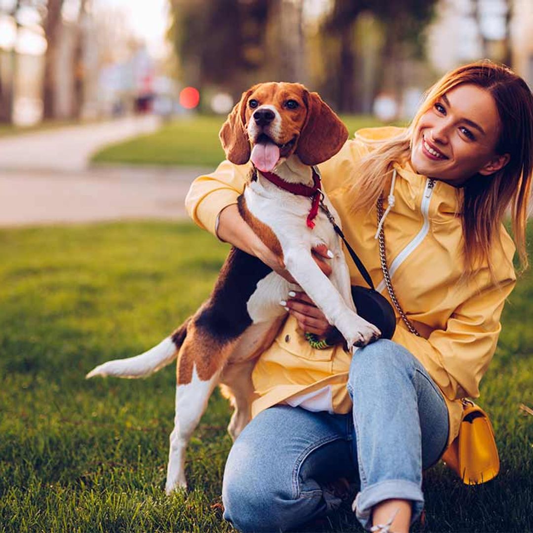 Comprende la felicidad de tu perro gracias a la pirámide de Maslow