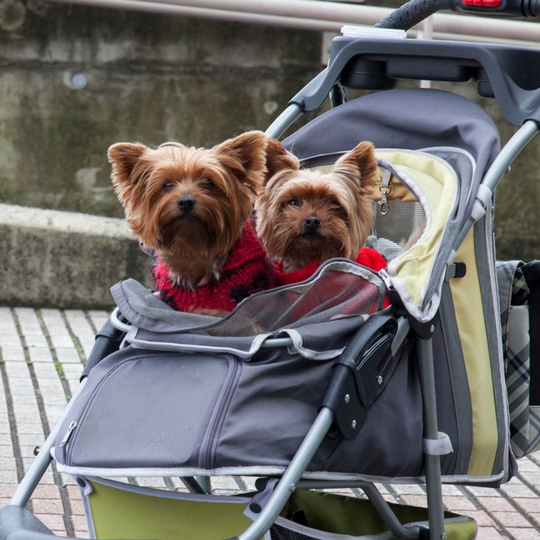 ¿Perros en lugar de hijos? Así está cambiando la familia moderna con el auge del 'pet parenting'