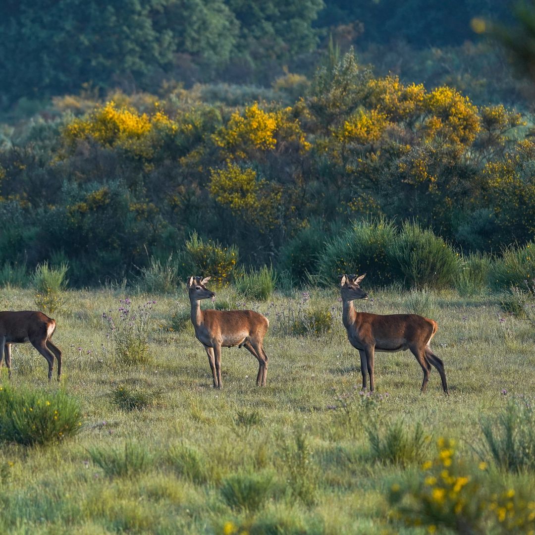 Ciervos en la sierra de la Culebra, Zamora