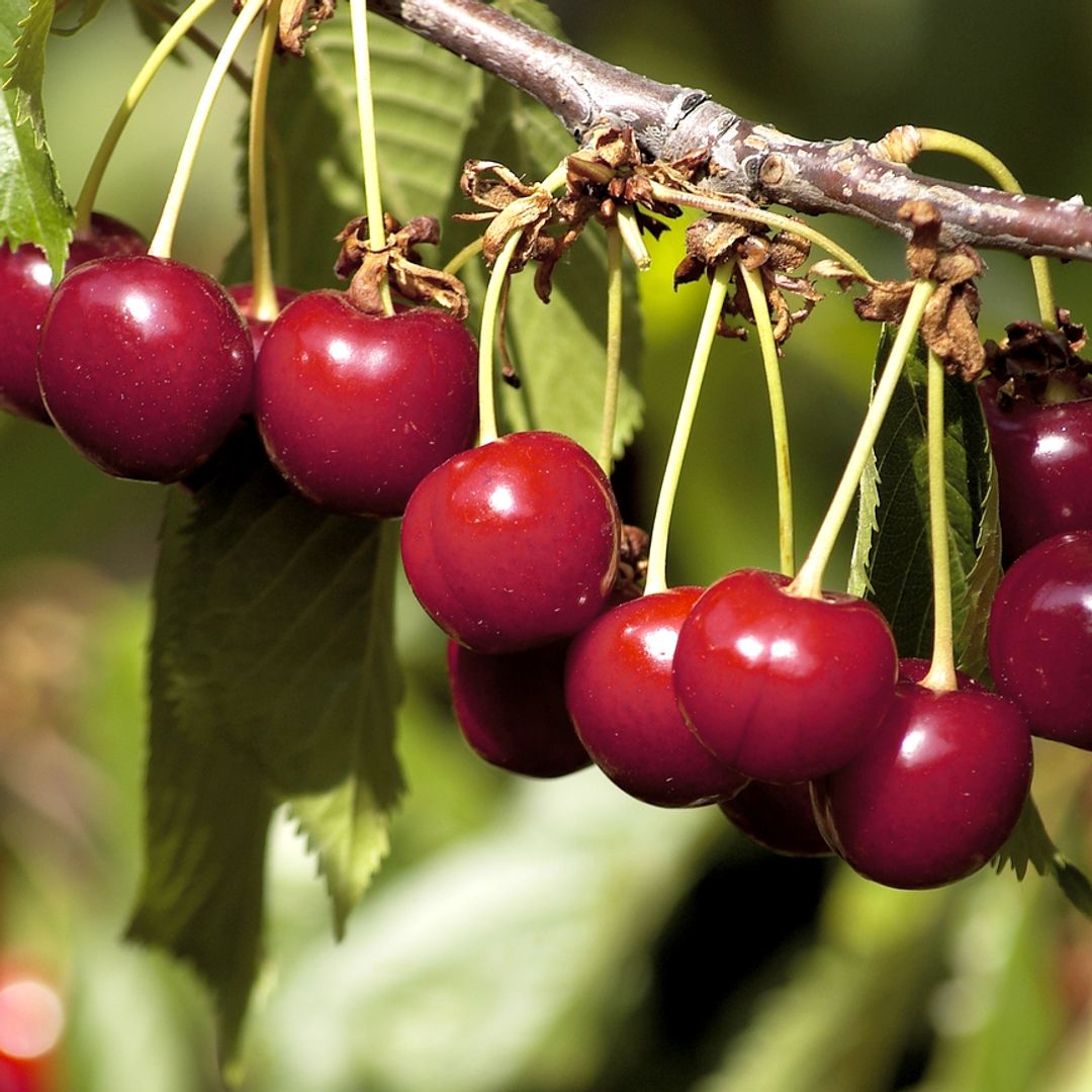 Cómo distinguir las picotas de las cerezas y 6 recetas para disfrutarlas