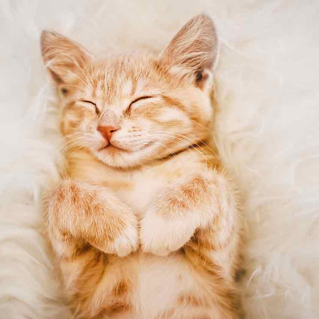 ¿Con qué sueña tu mascota?