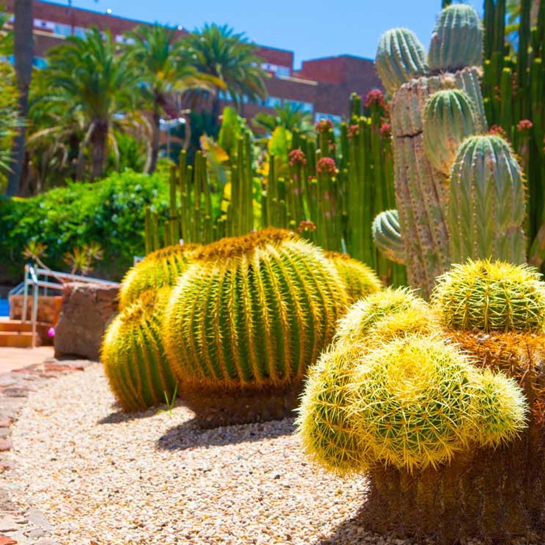 ¿Sabes qué es la xerojardinería? Descubre cómo diseñar jardines más sostenibles