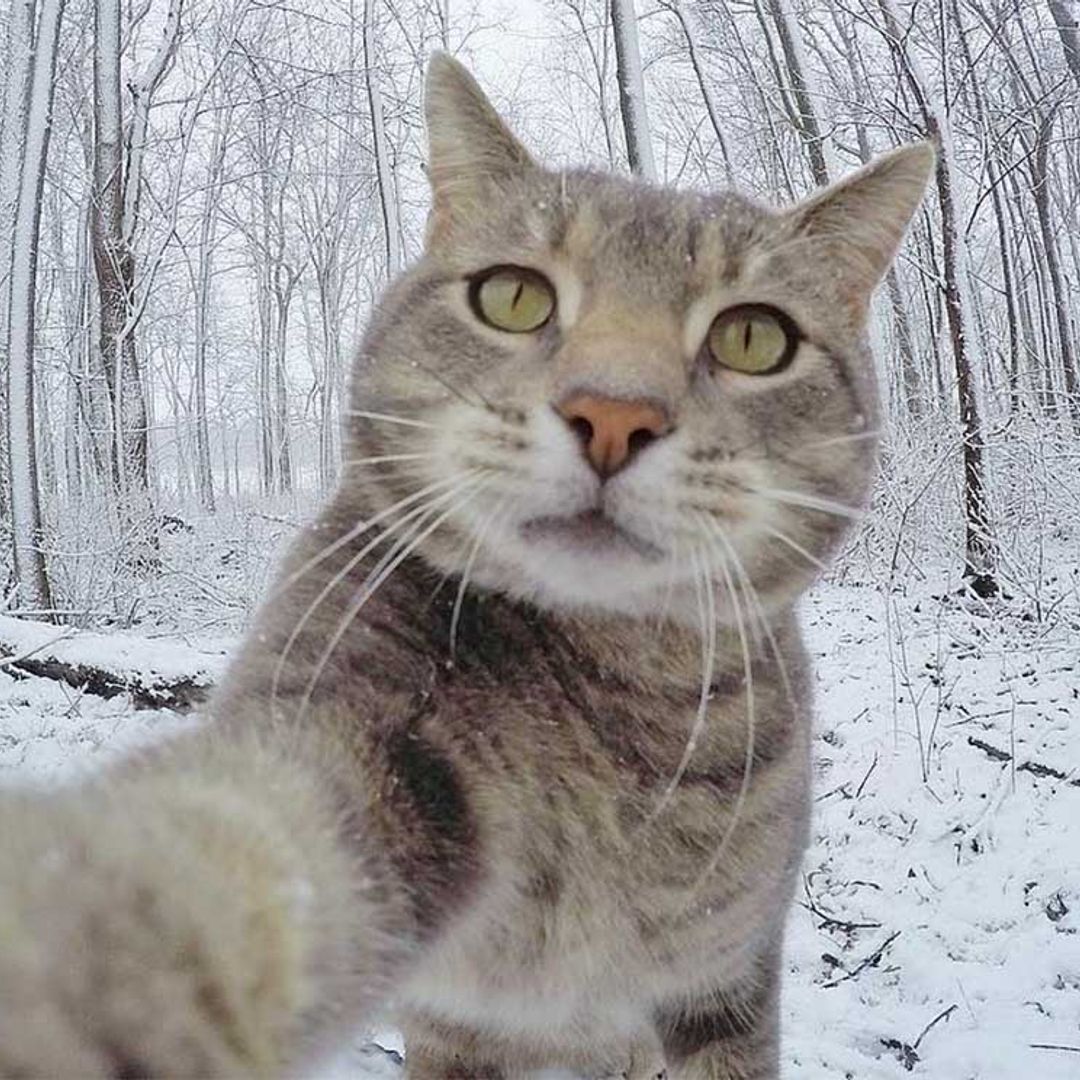 El gato que triunfa en la Red con sus 'selfies'