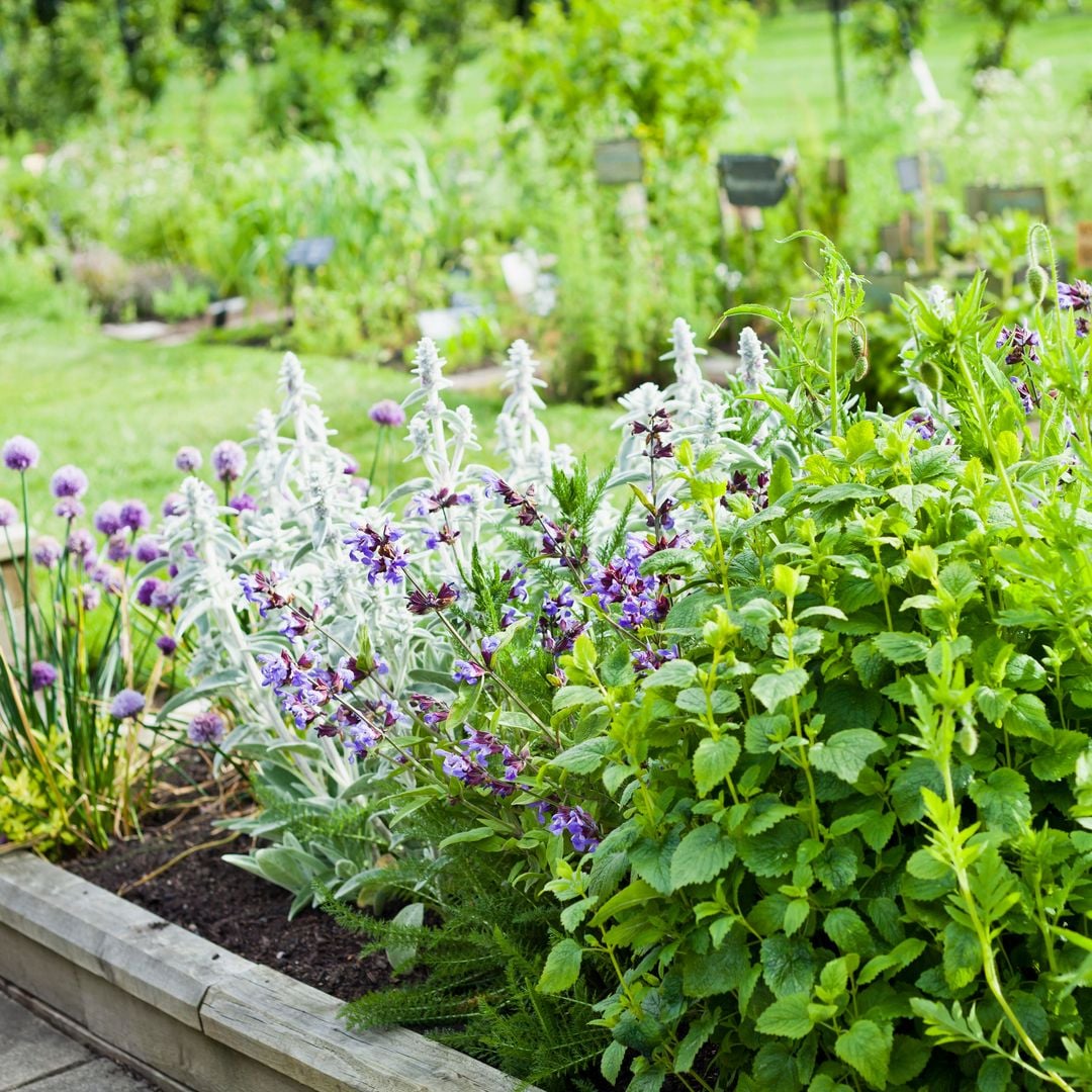 Las plantas que necesitas este verano para ahuyentar abejas y avispas de tu terraza o jardín