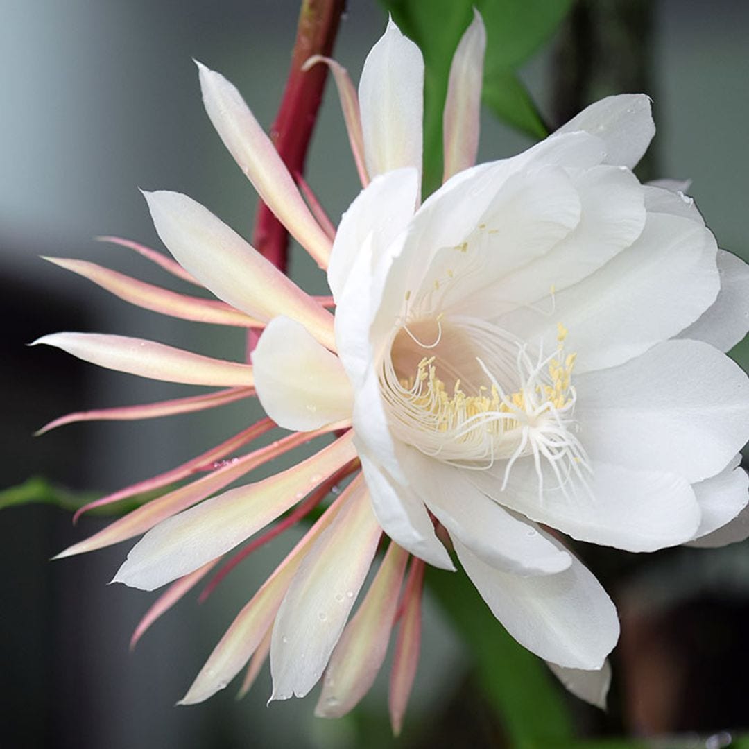 Estos son los cuidados que debes darle al cactus zigzag o 'Epiphyllum anguliger'