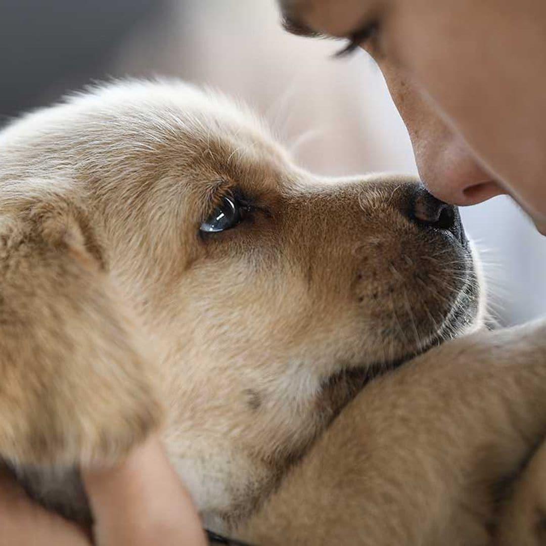 Las 10 razas de perro más solicitadas del mundo