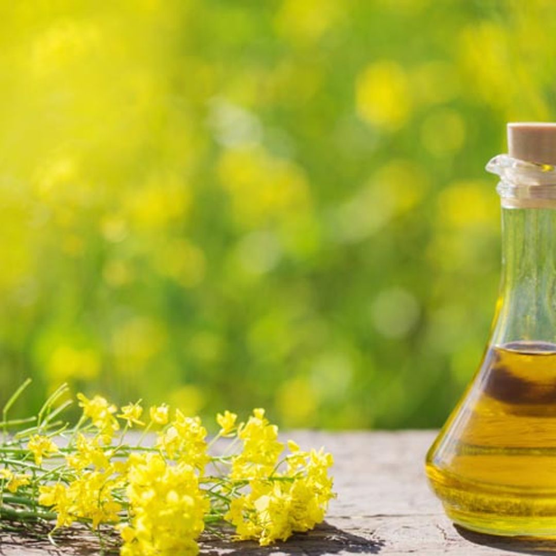 ¿El aceite de colza es tan perjudicial como dicen?