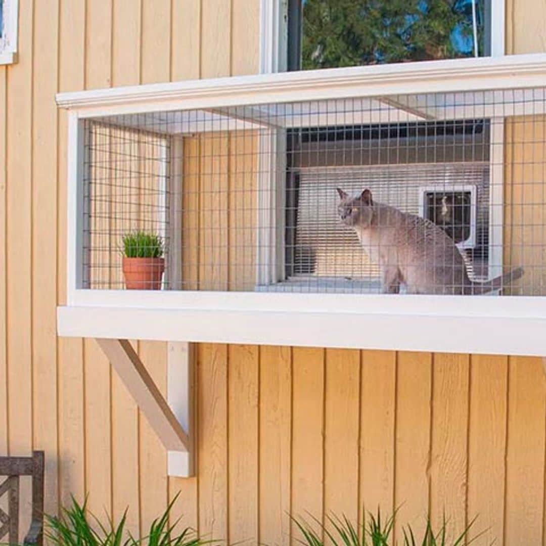 Existen los patios para gatos y se llaman catios