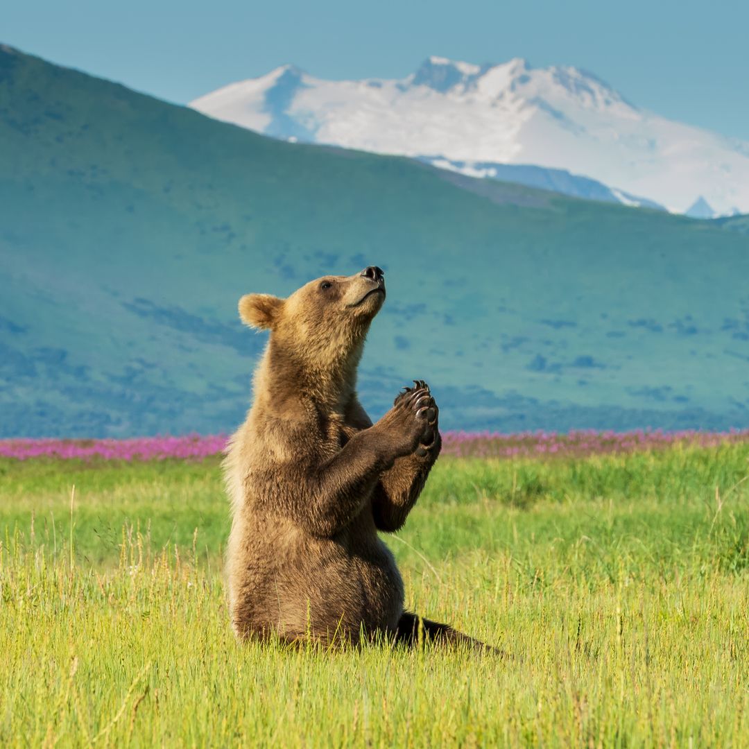 El fascinante comportamiento de los osos que confunde a la ciencia: ¿disfrutan del paisaje o es pura supervivencia?