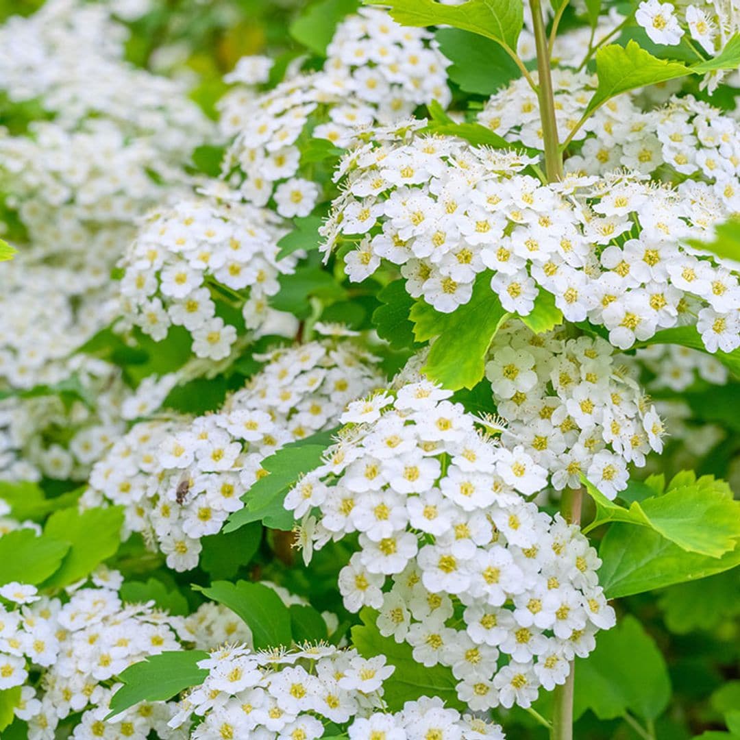Aliso marítimo, una planta mediterránea capaz de llenar de belleza tu jardín