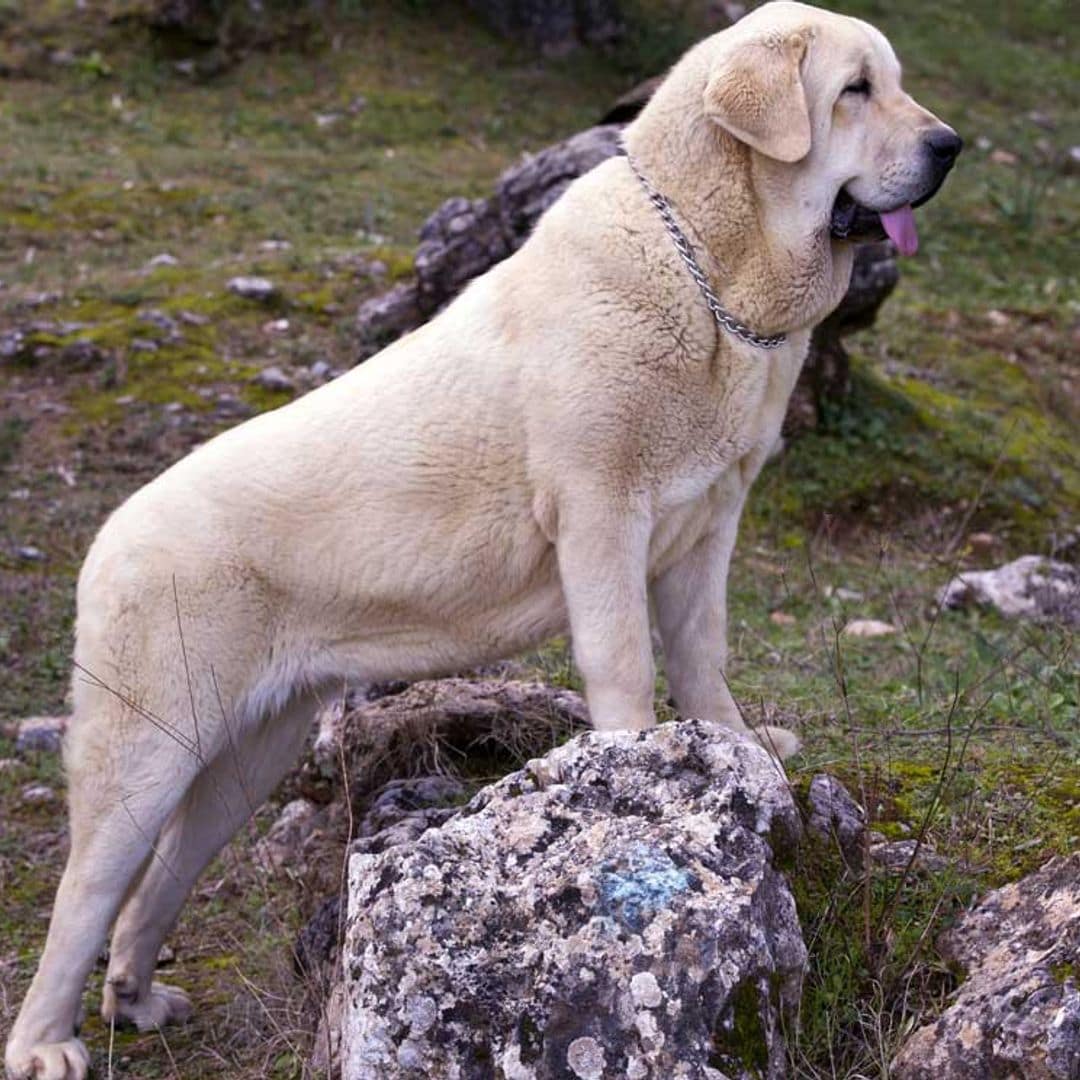 ¿Cuántas cosas sabes sobre el mastín español?