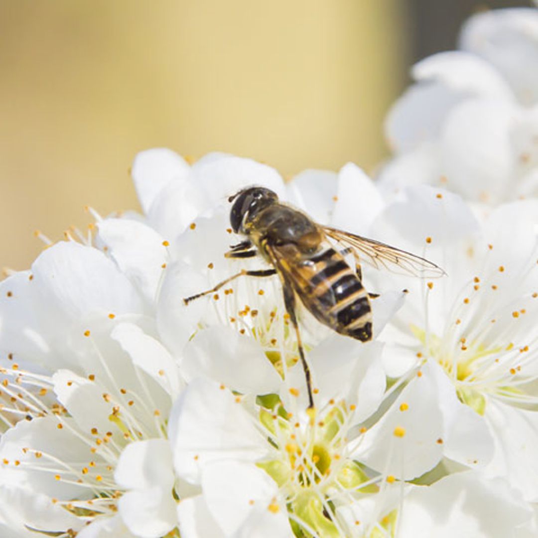 Veneno de abeja, el ingrediente cosmético de moda