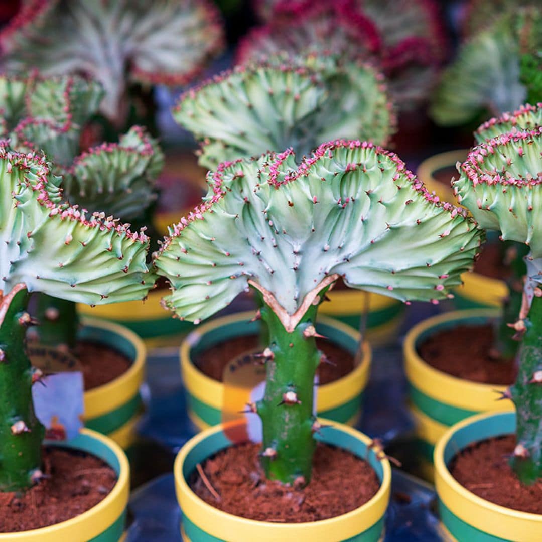 Estos son los cuidados que debes darle a la 'Euphorbia lactea cristata'