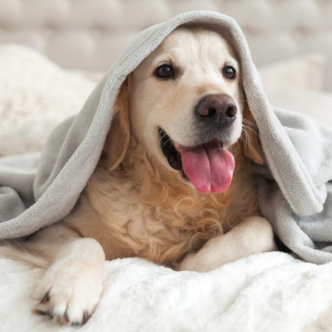 ¿Cuáles son las razones por las que tiemblan los perros?