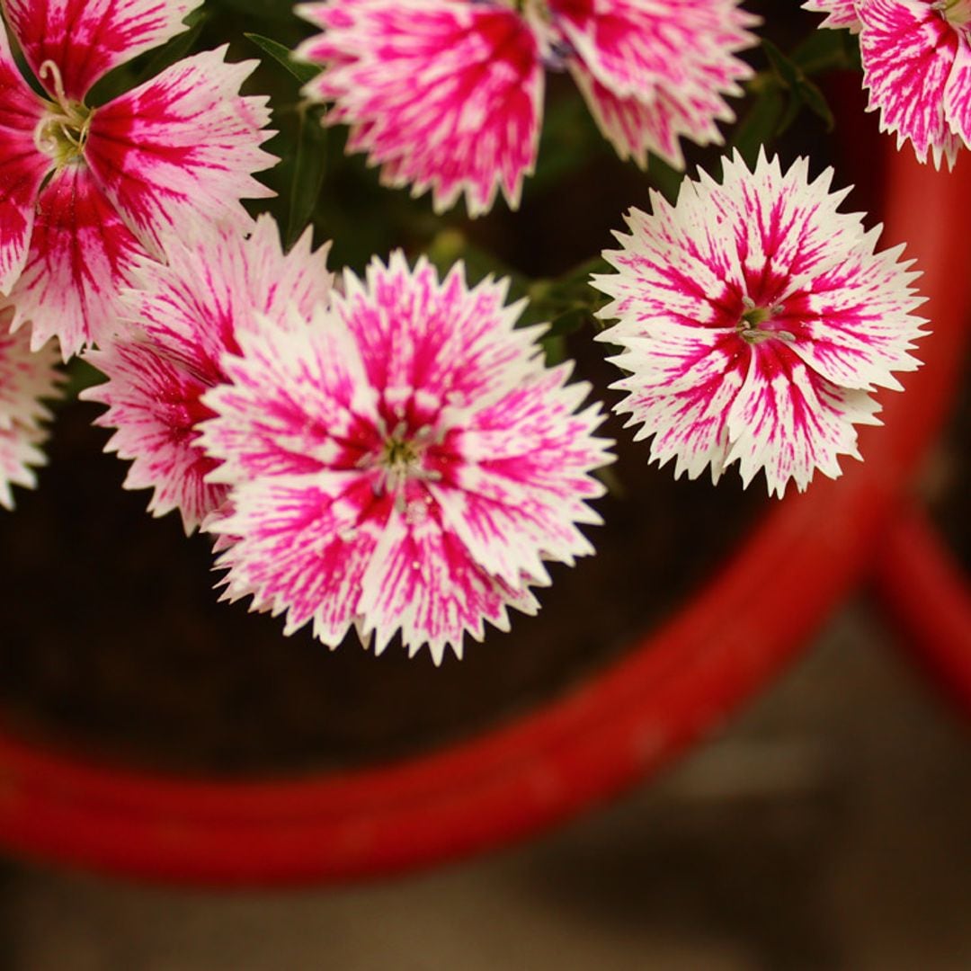 Manual de cultivo y cuidados de la clavelina, una planta con un largo periodo de floración