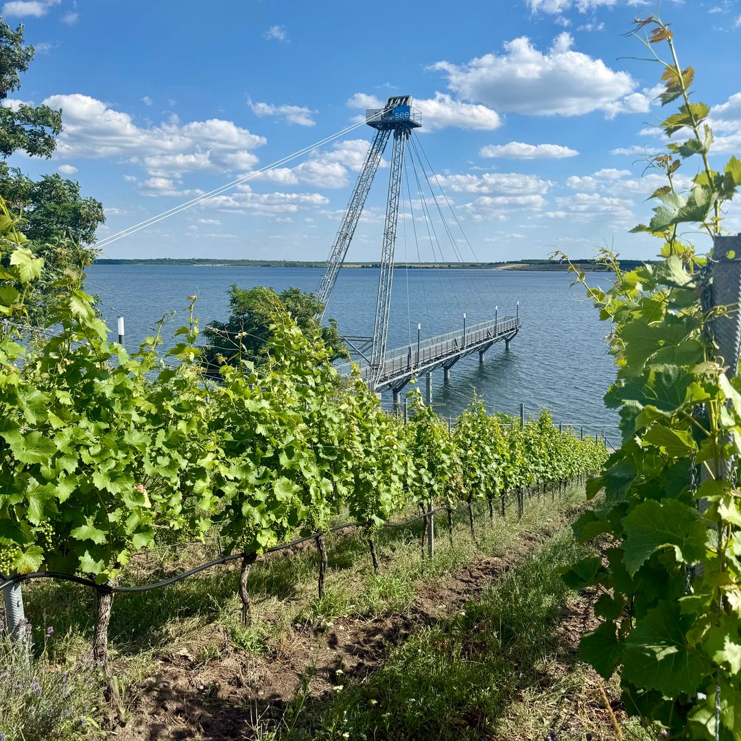 Viñedos de la bodega familiar Weinwobar, a orillas del lago Grobraschener, lagos de Lusacia, Alemania
